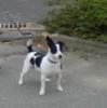 Jack Russel Hündin,  schwarz-weiß,  in Kiel entlaufen