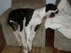 Dt. Dogge mit Papiere