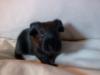 CH-Teddy ; Sheltie ; Coronet ; Us-Teddy ; Glatthaar
