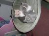 3 süße BKH-Kitten suchen ab 15.07.09 ein neues zu Hause