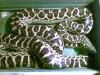 2 Anaconda m/ w mit Papiere nur zusammen