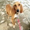 Maila sucht ein passendes Zuhause