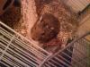 degus zu vergeben