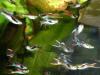 10 Endler Guppys, 10 Mollys,  10 Plattys je 10€ in Ravensburg