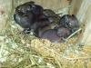 Degu Baby´s 31.05.09 geboren (Dortmund/ Unna)