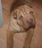 Informatives Sharpei Forum sucht noch neue Mitglieder