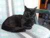 Liebvolle süße schöne schwarze Katze zu verschenken gerade mal 2 Jahre alt männl
