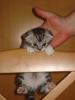 BKH Silvertabby/ Scottish Fold Babys (ohne Papiere)