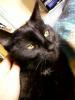 suche dringend deckkater im raum berlin