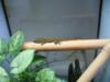 -0, 0, 8 Phelsuma mad. grandis (darunter 2 high reds)
