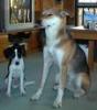 BEAGLE /  LABRADOR /  TERRIER
