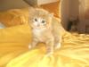 Main Coon Mix Kater ,  8 Wochen alt,  rot weiß getigert