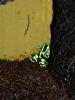 Dendrobates auratus grün 0, 0, 8