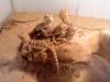 Bartagamenbabys,  Bartagame,  Farbbartagame