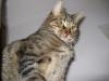3 jährigen Schmusekater abzugeben aus Region Hannover! 
