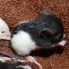 3 kleine männliche Rattenwelpen aus Oldenburg suchen zu Hause 
