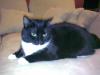 Hauskatze Gini 2 J. sucht dringend neue Eltern 