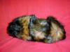 Rosetten in brindle und rot,  teilw. kastriert