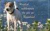 Parson Russell Terrier / Züchter: www.vomNiggeland.de in NRW/ GT