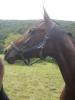 Biete tolle Rb an vers. Warmblütern in Unterfranken / 97782 Gräfendorf