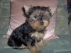 Yorkshiere-Terrier