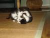 knuffige Katzenbabys zu verschenken