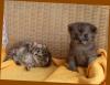  Teddy  - Babykatzen suchen sehr liebes Zuhause.
