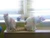 2 Kater,  1 Jahr suchen neues liebevolles zuhause