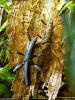 Verkaufe Euryacantha calcarata 