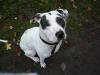 Dobo-Argentino-Stefford-Mischling