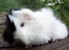 Rassemeerschweinchen aus Hobbyzucht,  versch. Rassen u. Farben