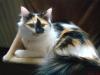 Suche langhaarigen Deckkater