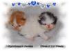 Bildschöne Perserkaterchen Harlekin red-white & Van white-black