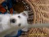 westiwelpen