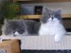 perser katerchen 3 monate alt