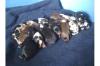 Australian Shepherd Welpen,  ASCA Papiere