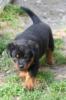 Rottweilerwelpe (Hündin),  8 Wo.
