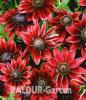 Roter Sonnenhut  Cherry Brandy   der Blickfang