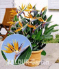 Paradiesvogel-Blume /  Strelizie für Ihren Garten 
