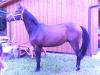 Braver,  brauner,  3-jähriger Fleiner-Wallach,  roh