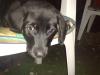 Labrador-Mix-Welpen (8 Wo.),  nur noch 2 welpen abzugeben
