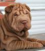 Sehr schöne Sharpei Welpen zu verkaufen