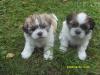 Shih Tzu Welpen 
