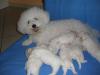 Bichon Friese,  1 Wurf,  geb. am 10.06.09