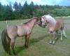 Sehr lieber Haflinger Wallach
