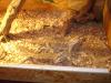 bartagamenpärchen / grüner leguan weiblich sterilisiert günstig zu verkaufen