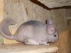 Chinchilla abzugeben