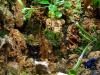 Ihr Terraristik-Fachhändler in Erfurt