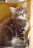 8 Maine Coon Kitten in tabby , 12 Wochen o.P.
