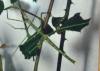 Annam Stabschrecke,  Medauroidea extradentata